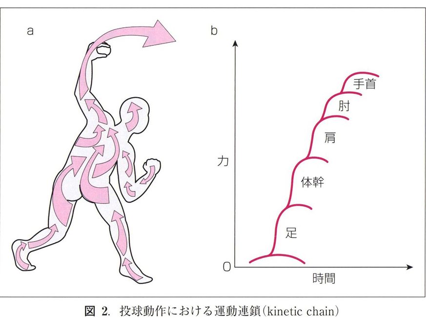 投球動作における運動連鎖